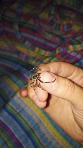 Walnut Orbweaver, 1795 De Cocksdorp, Niederlande, photo 4 of 10
