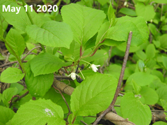 Schisandra chinensis