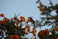 Tecoma fulva guarume