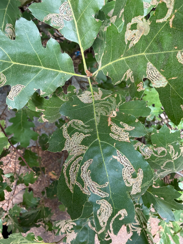 iNaturalist observation photo of Pygmy Eye-capped Moths