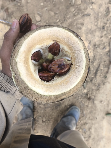 monkey pot