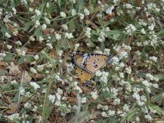 Danaus chrysippus