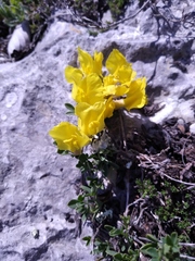 Genista depressa