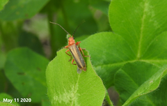 Cantharis soeulensis