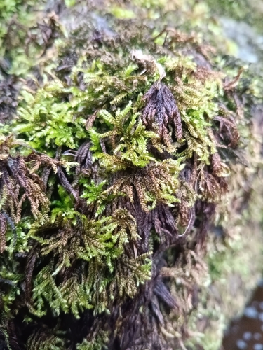 Hyocomium armoricum, 2026-08-24