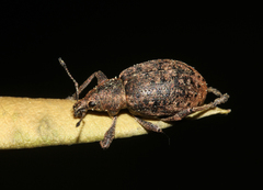 Liophloeus tessulatus