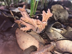 Ramaria versatilis