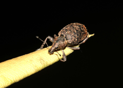 Liophloeus tessulatus