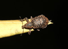 Liophloeus tessulatus