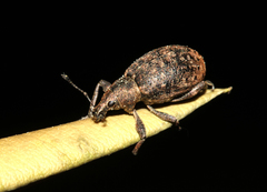 Liophloeus tessulatus