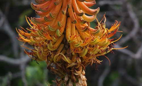 Pachidendron africanum (= Aloe africana) 2