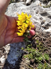 Genista depressa