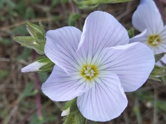 Linum lanuginosum
