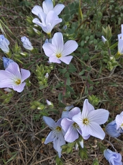 Linum lanuginosum