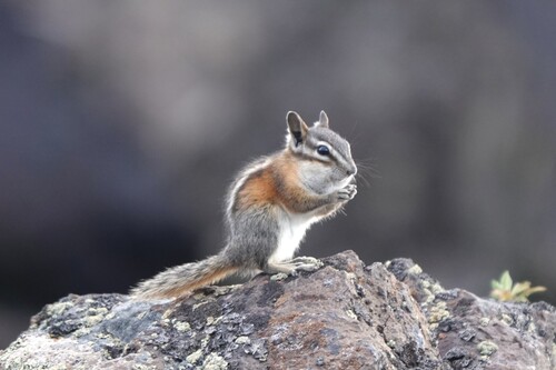 Crater Chipmunk observed by curtis39