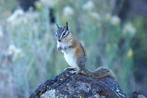 Crater Chipmunk observed by curtis39