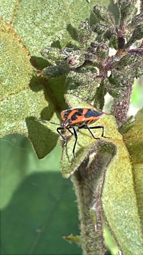 Horehound Bug