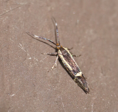 Esperia sulphurella