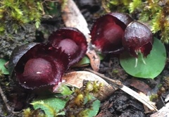 Corybas recurvus