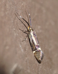 Esperia sulphurella