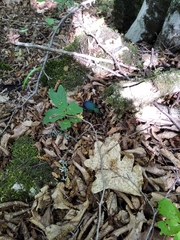 Carabus scabrosus tauricus