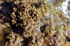 Ericaria amentacea