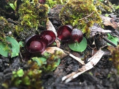 Corybas recurvus