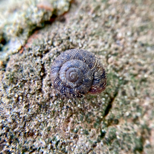 Flamed Tigersnail