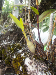 Dendrobium crumenatum