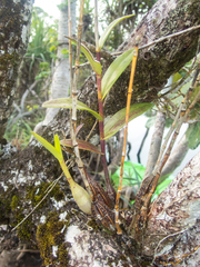 Dendrobium crumenatum