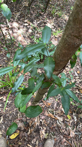 Bellbird Vine