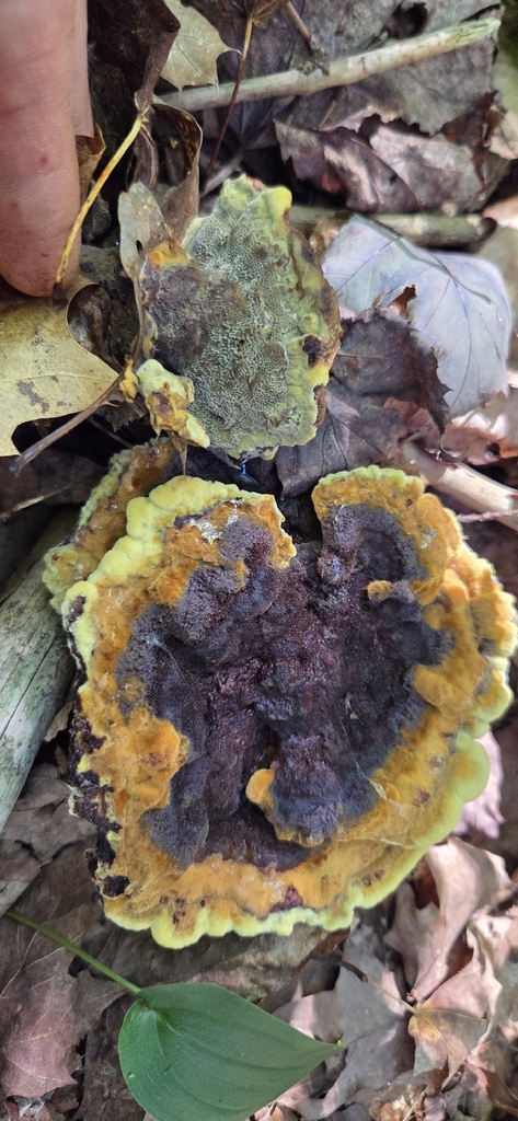 Phaeolus hispidoides · August 2026 · photo: Photo: (c) WF_MI, some rights reserved (CC BY) · iNaturalist