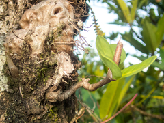 Hydnophytum formicarum