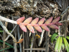 Dendrobium aloifolium