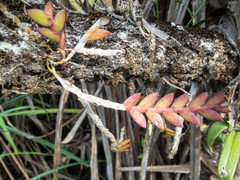 Dendrobium aloifolium