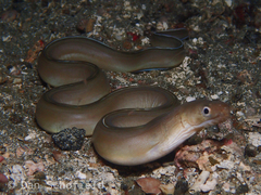 Gymnothorax albimarginatus