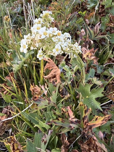 Boykinia major, photograph 4