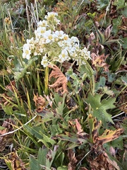 Boykinia major, photograph author not stated, no rights reserved