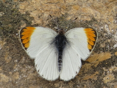 Colotis evagore