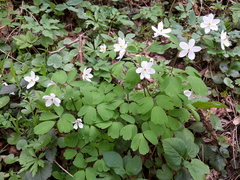 Isopyrum thalictroides