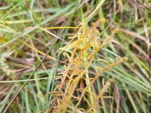 Hamatocaulis vernicosus observed 2026-08-24