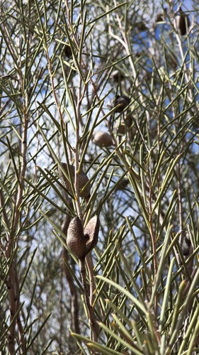 Hakea leucoptera