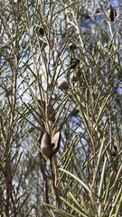 Hakea leucoptera