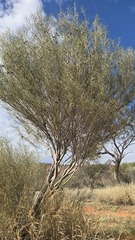 Hakea leucoptera, photograph (c) Petra Holland, some rights reserved (CC BY)