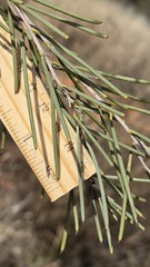Hakea leucoptera, photograph (c) Petra Holland, some rights reserved (CC BY)