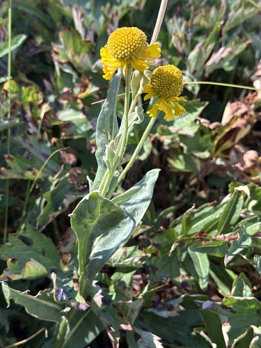 Helenium bigelovii, photograph 3