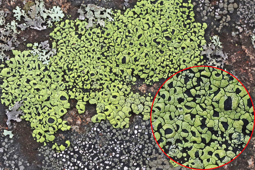 Rhizocarpon lecanorinum observed 2026-08-24