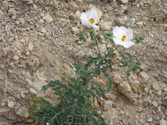 Argemone grandiflora