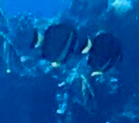 Whitespotted surgeonfish