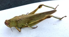 Valanga nigricornis lombokensis